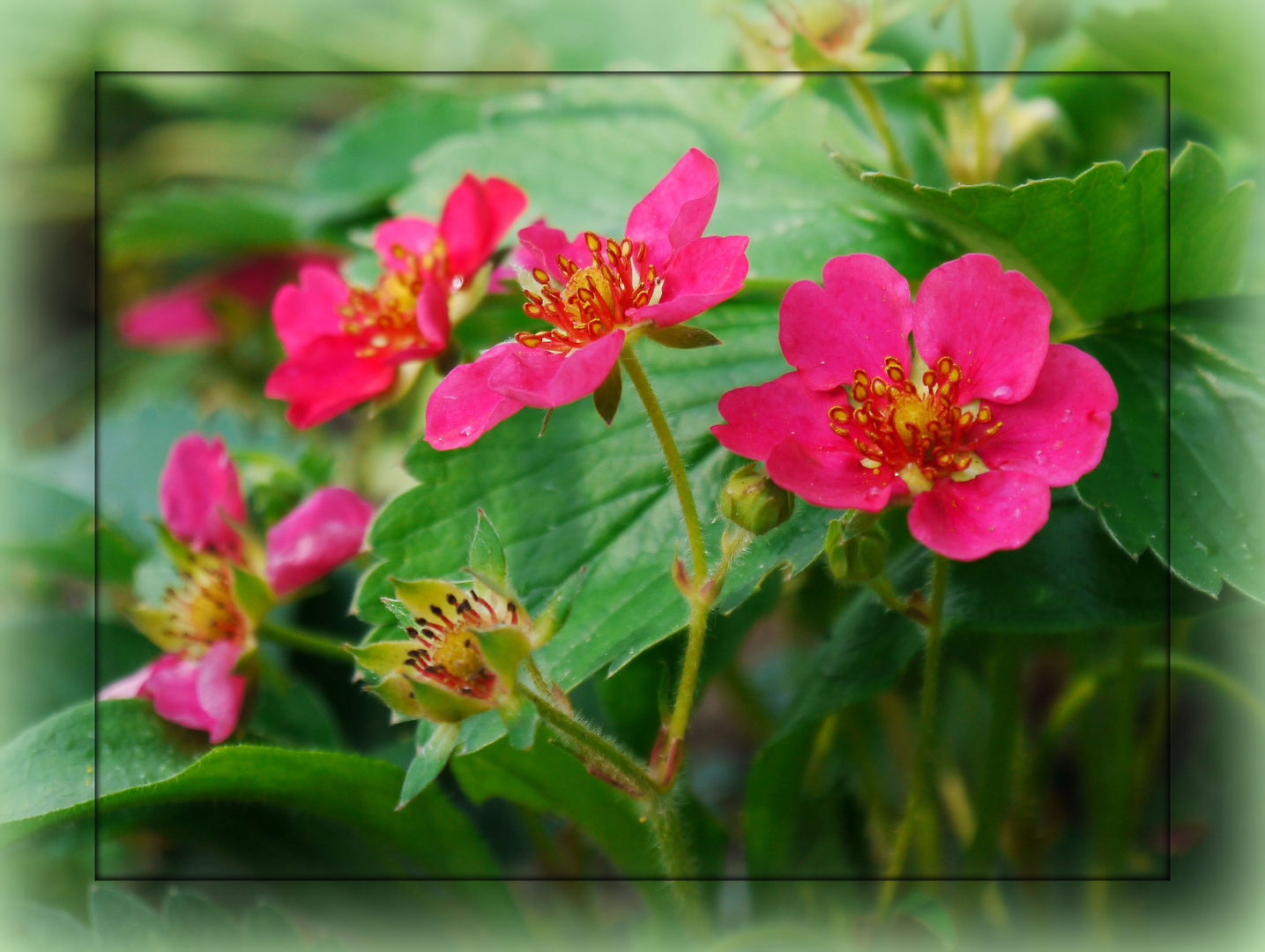 rote Erdbeerblüten