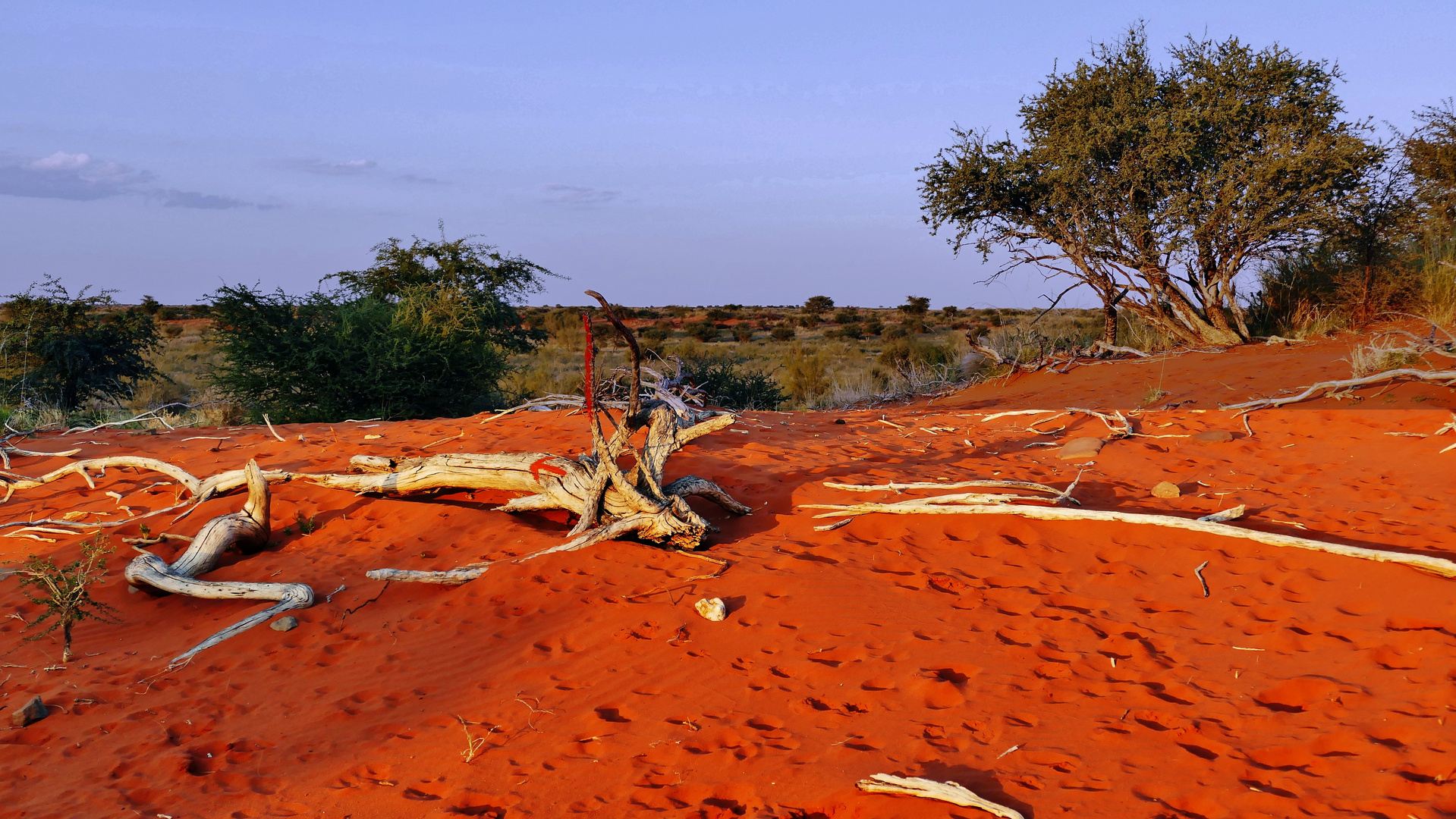 Rote Erde in der Kalahari