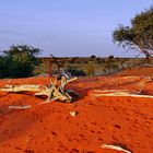 Rote Erde in der Kalahari
