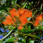 Rote Eukalyptusblüten