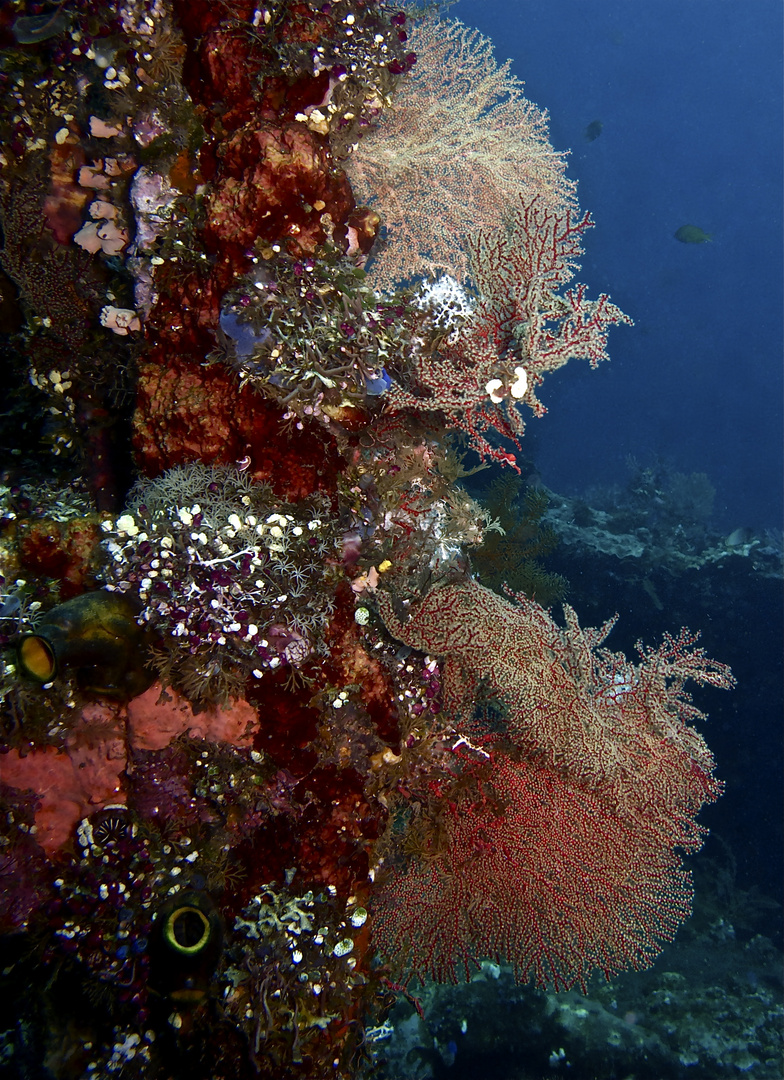 Rote Fächerkorallen