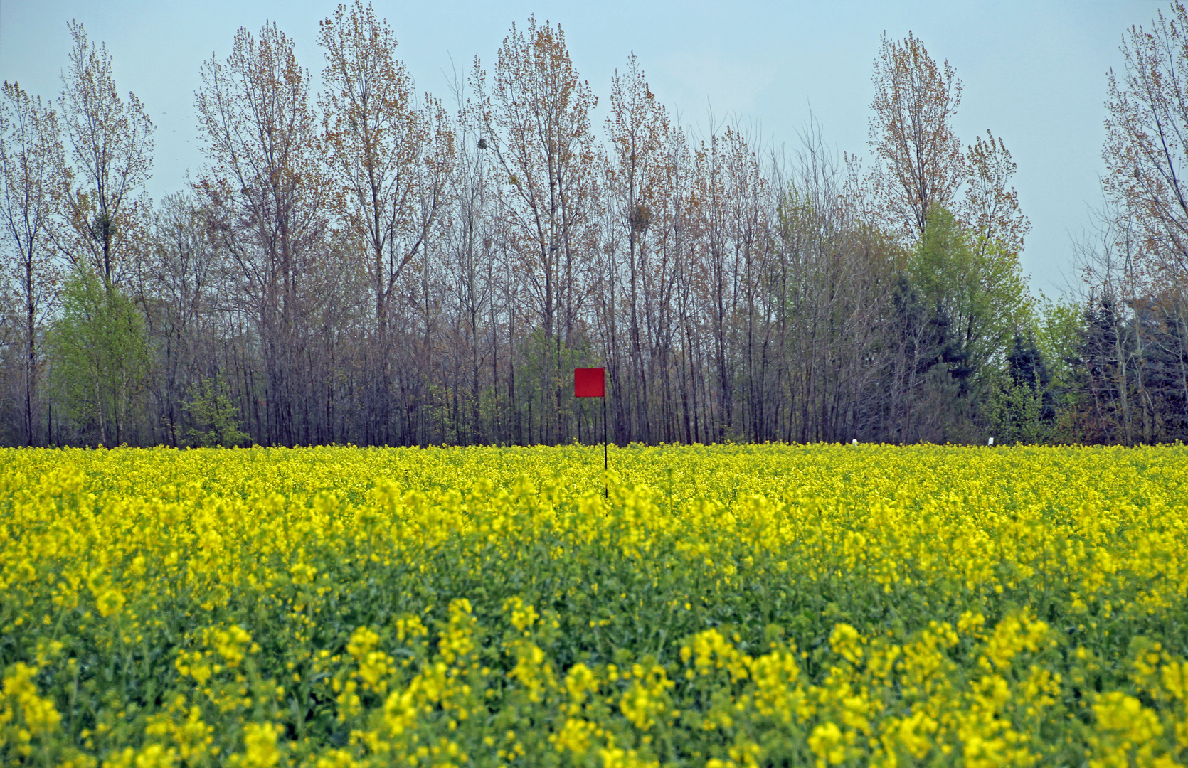 Rote Fahne im Rapsfeld