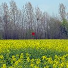 Rote Fahne im Rapsfeld