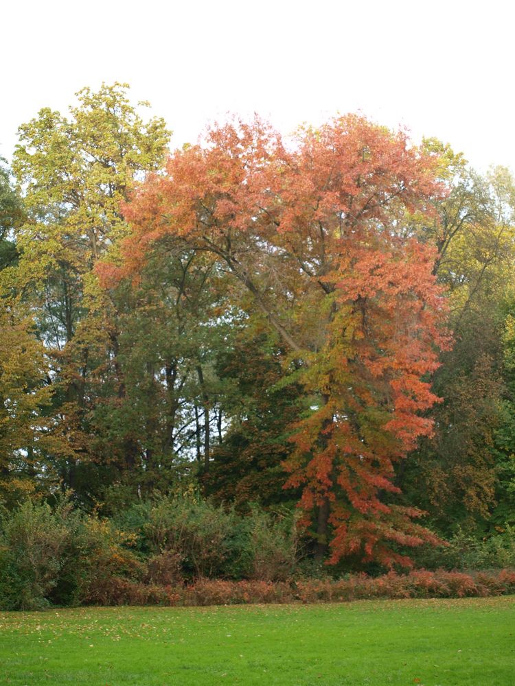 Rote Farbe im Herbst