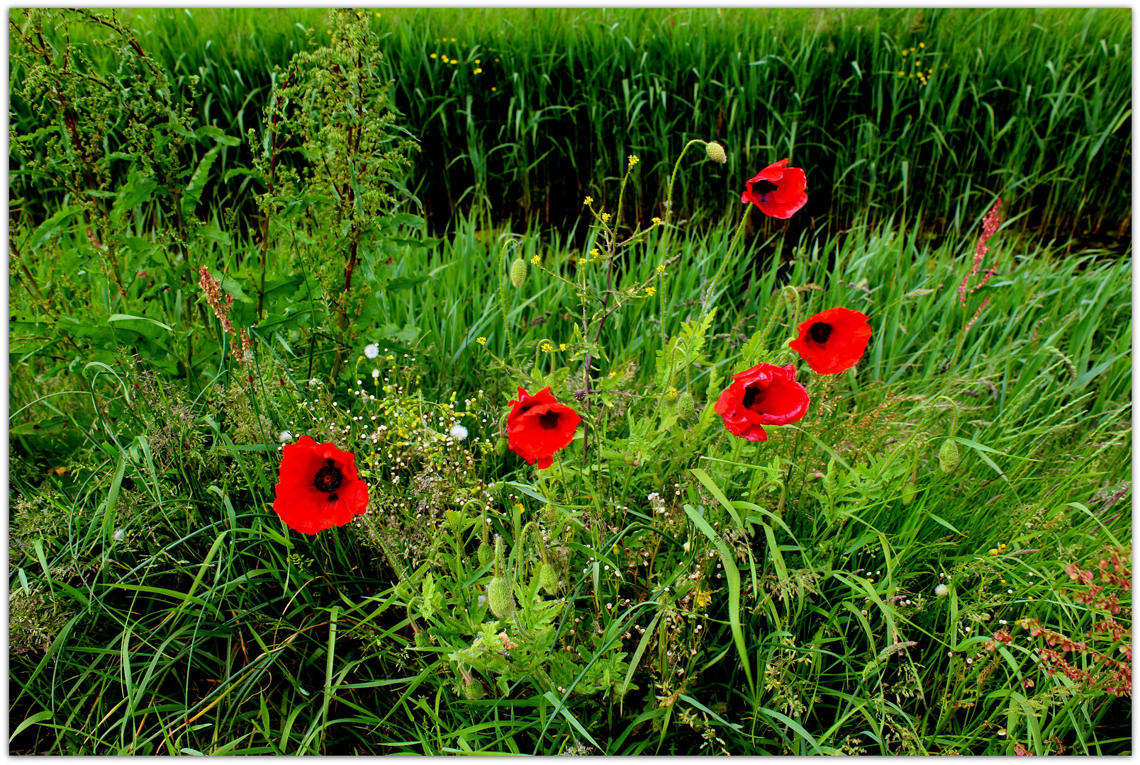 Rote Farbkleckse am Wegesrand