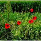 Rote Farbkleckse am Wegesrand