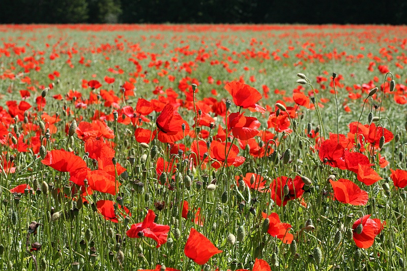 Rote Farbkleckse im Rapsfeld (2)