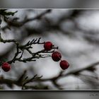 Rote Farbtupfer und Lyrik