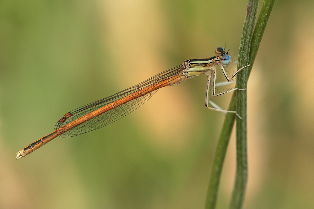 Rote Federlibelle