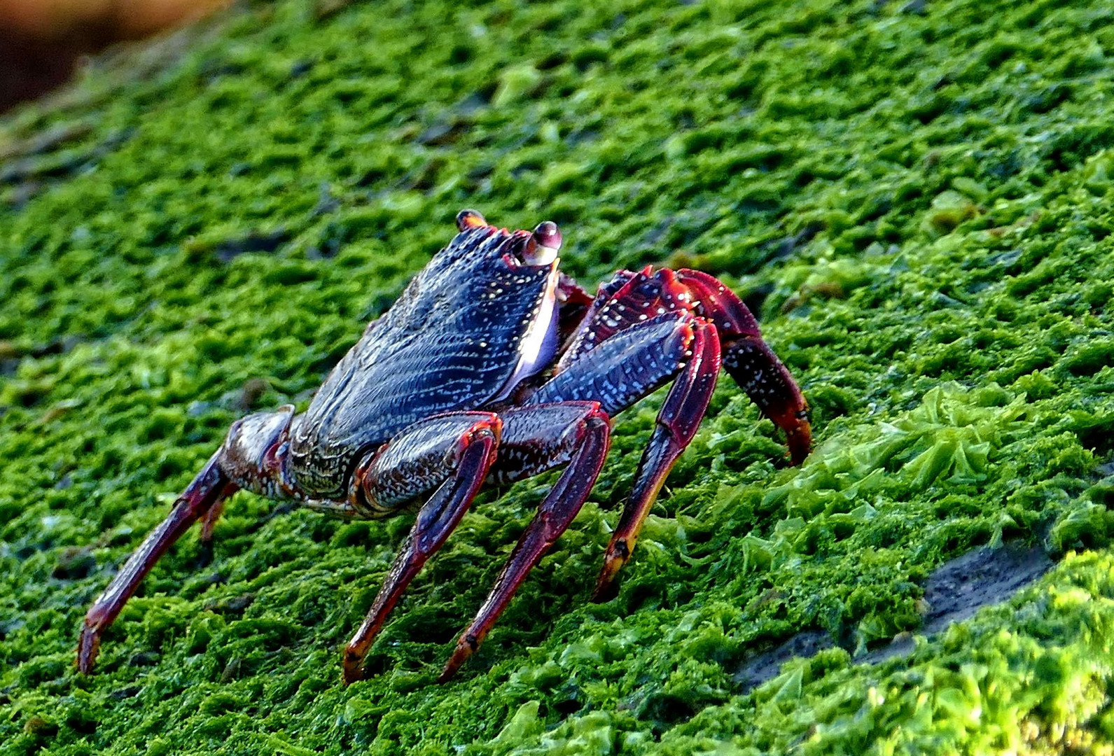 Rote Felsenkrabbe