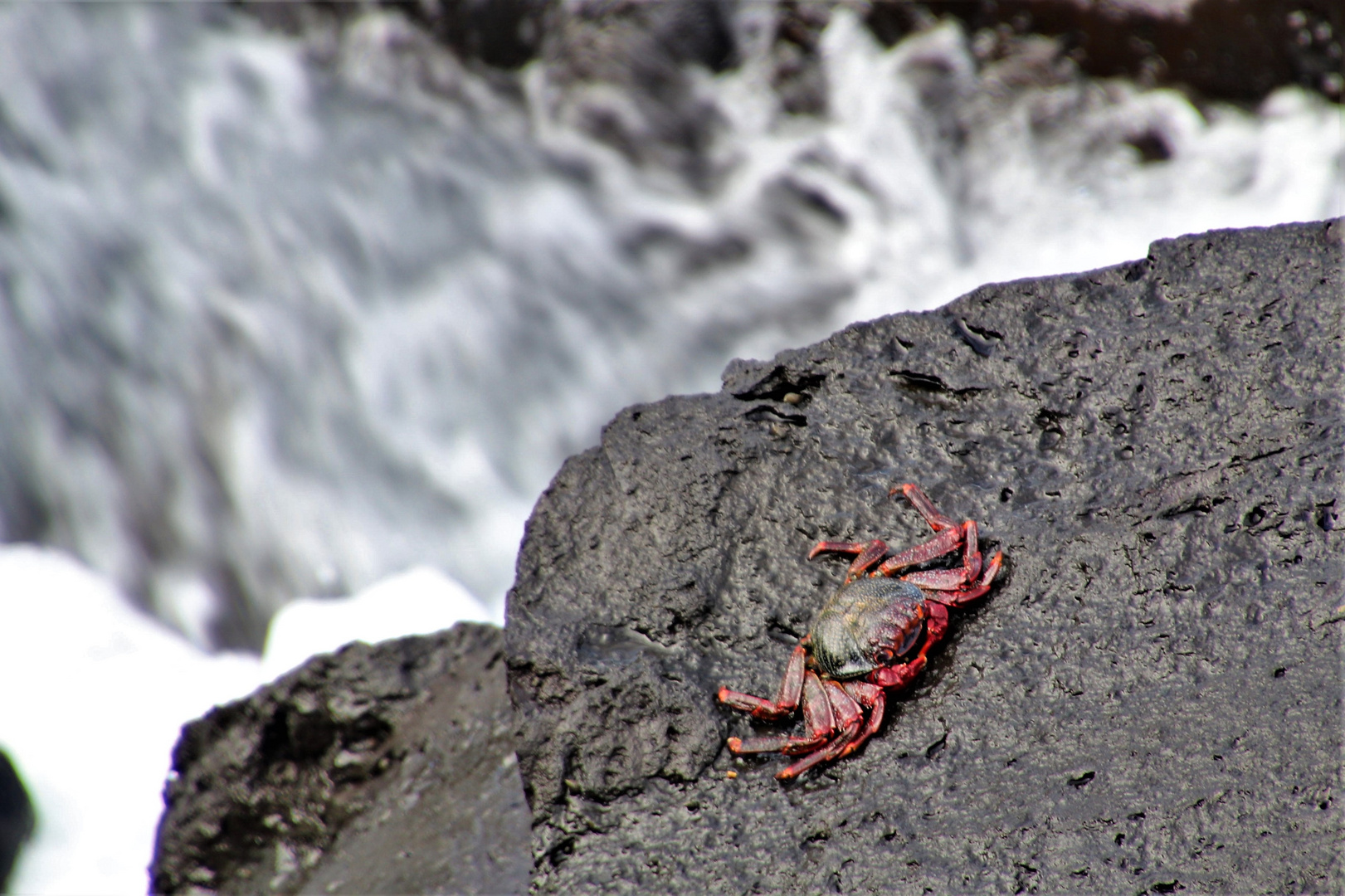 Rote Felsenkrabbe