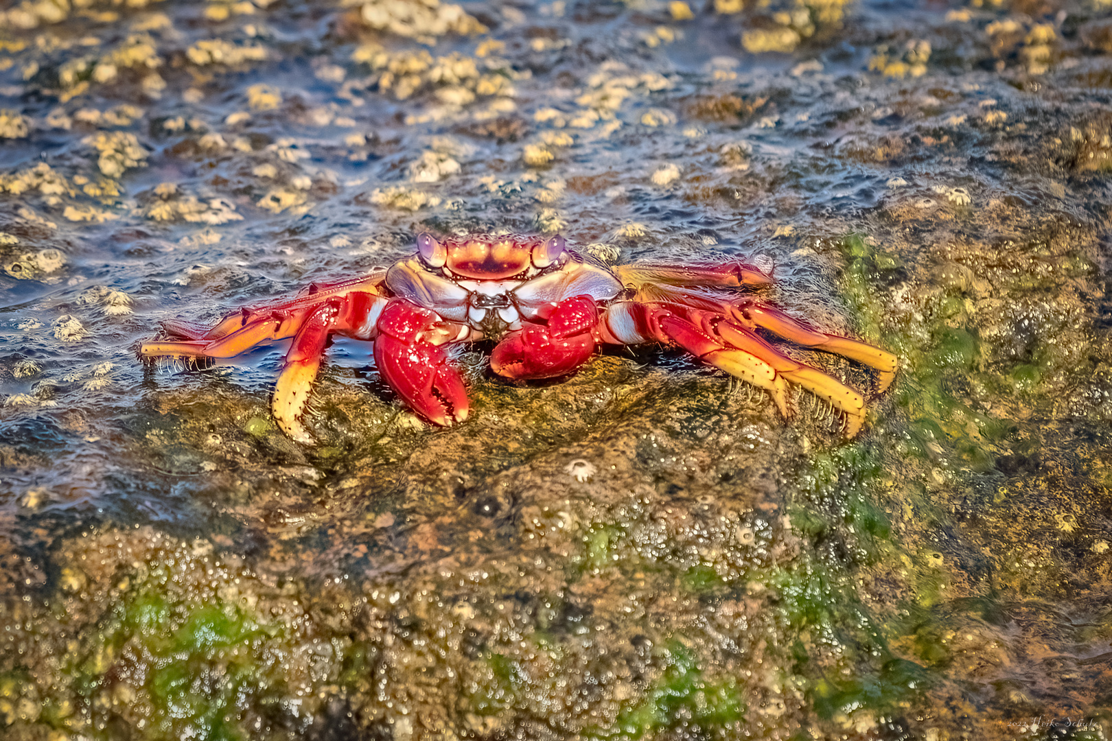 Rote Felsenkrabbe (Grapsus adscensionis)