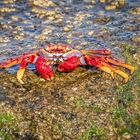 Rote Felsenkrabbe (Grapsus adscensionis)