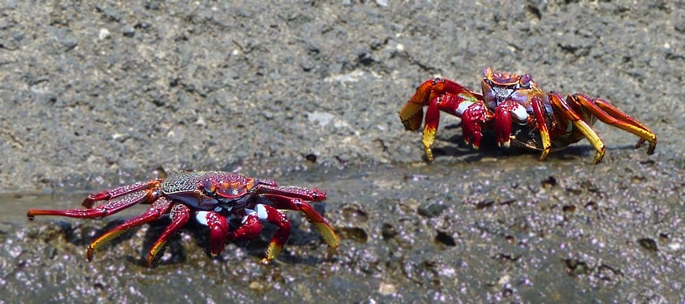 Rote Felsenkrabbe – Grapsus adscensionis