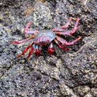 Rote Felsenkrabbe, (Grapsus grapsus),  Grapsus grapsus, cangrejo  rojo de roca