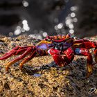 Rote Felsenkrabbe im Sonnenlicht