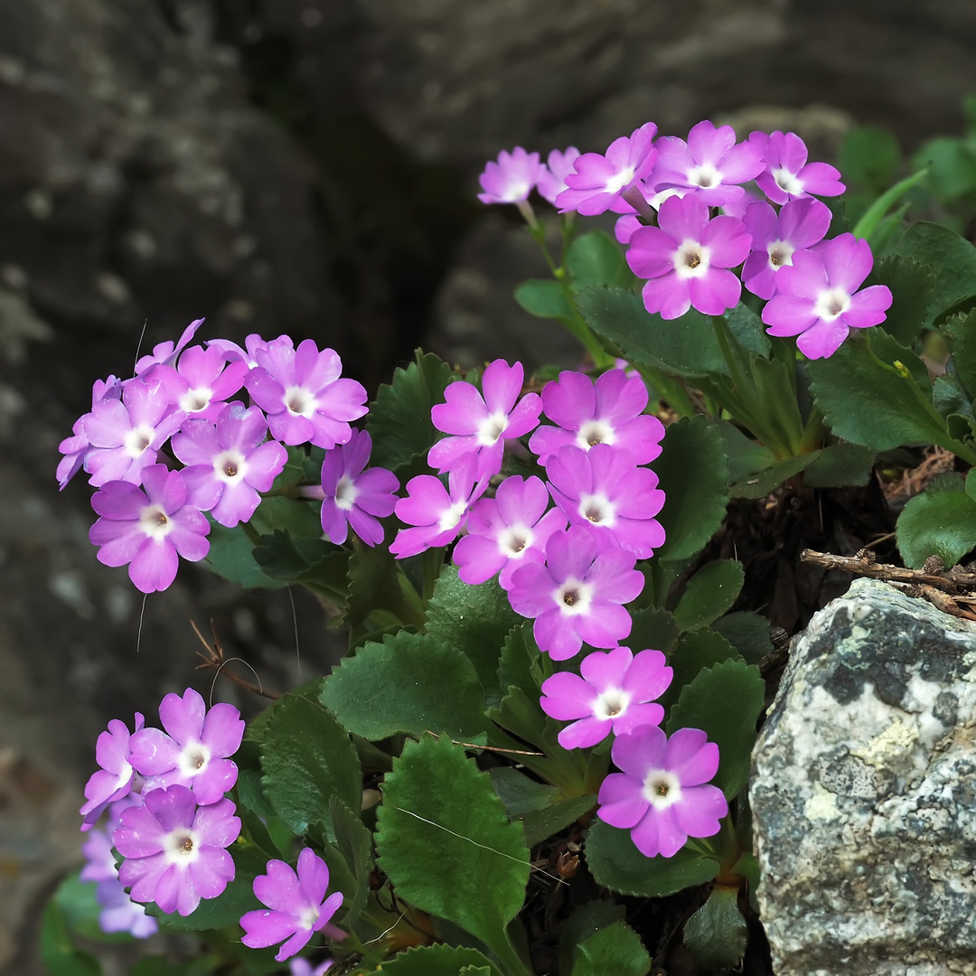 Rote Felsenprimel oder Behaarte Primel (Primula hirsuta)