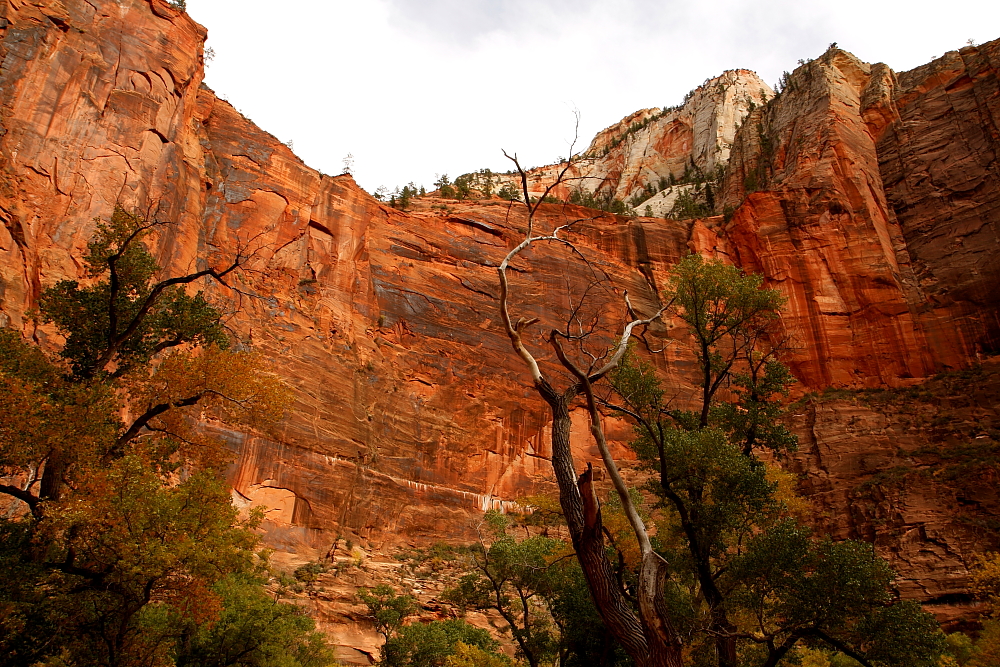 Rote Felswände im Zion NP