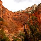 Rote Felswände im Zion NP