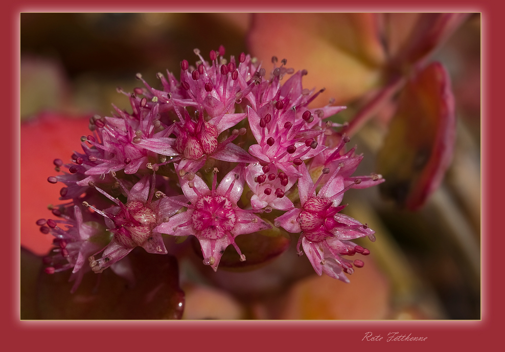 Rote Fetthenne (Hylotelephium telephium)