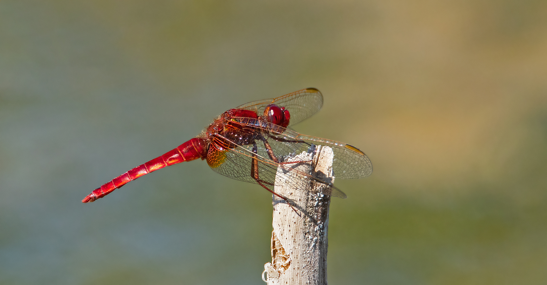 Rote Feuerlibelle 001