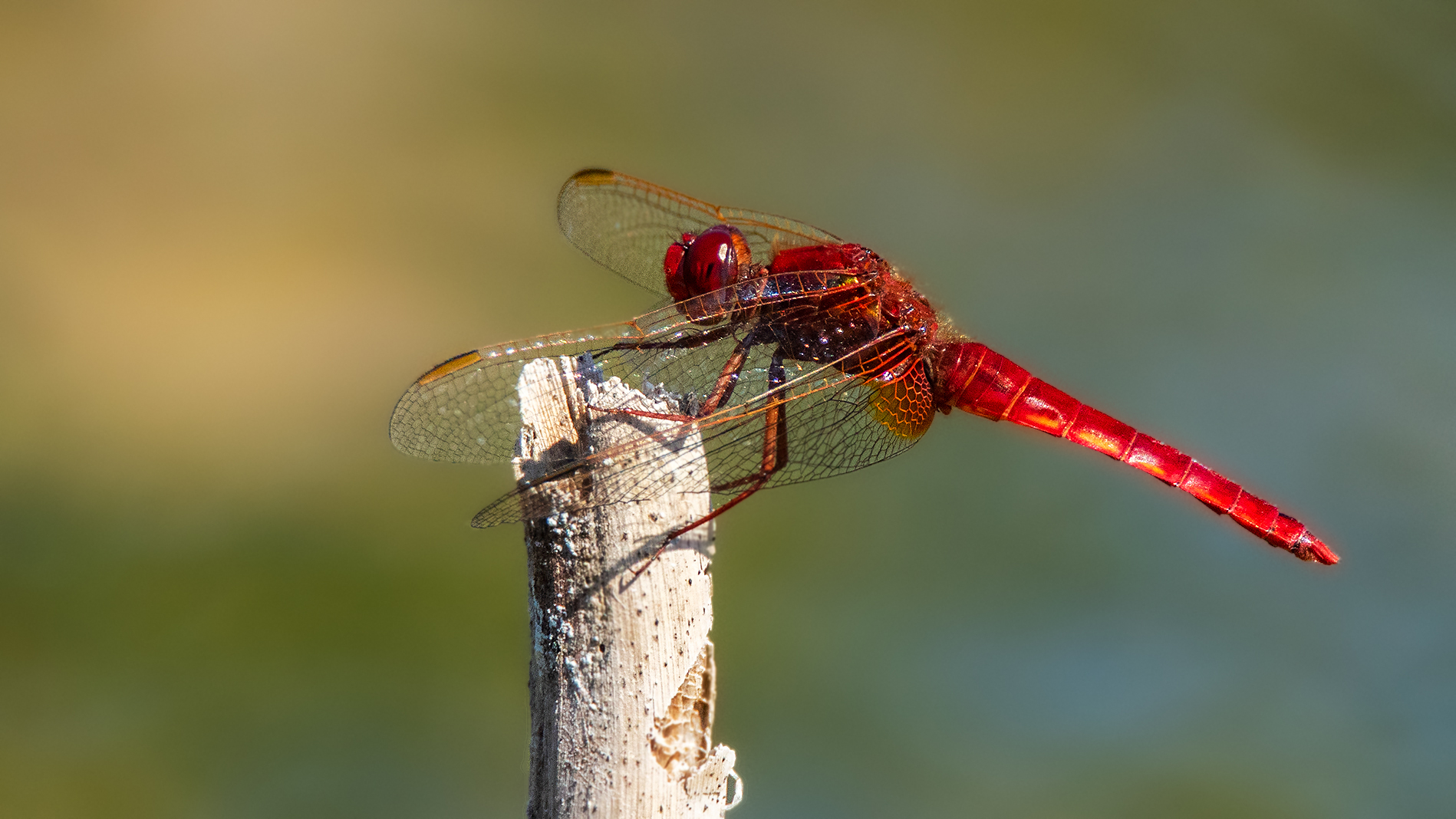 Rote Feuerlibelle 001