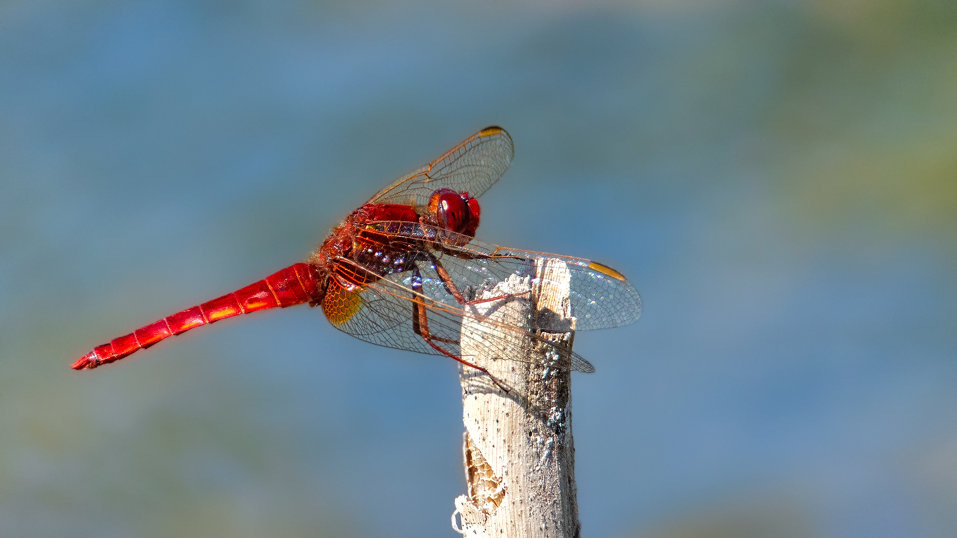 Rote Feuerlibelle 002