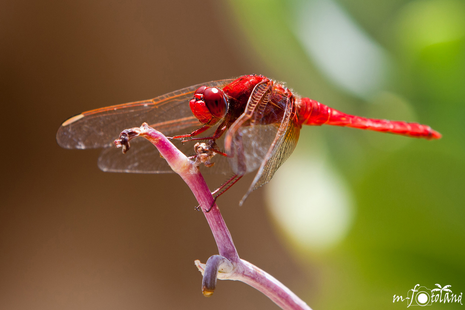 Rote Feuerlibelle