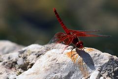 Rote Feuerlibelle