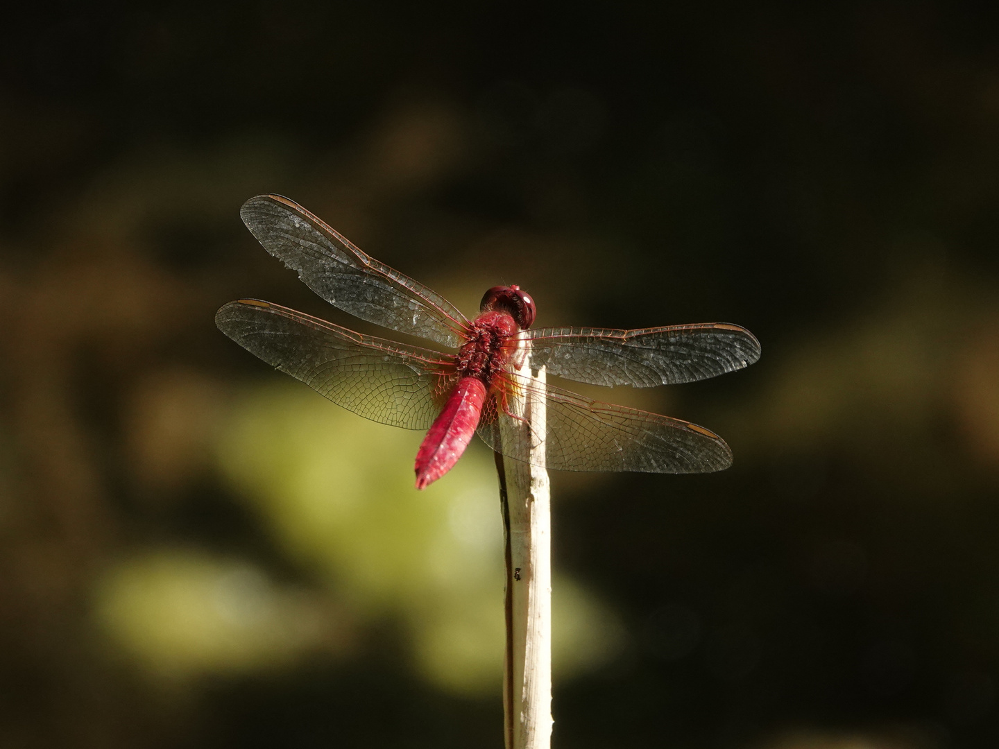 Rote Feuerlibelle