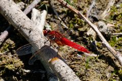 rote Feuerlibelle (Crocothemis erythraea)