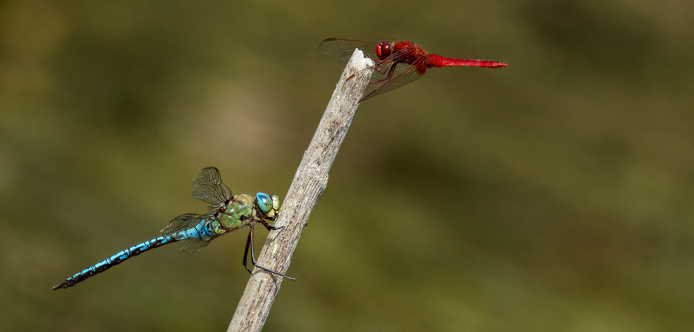 Rote Feuerlibelle,Könidslibelle 001