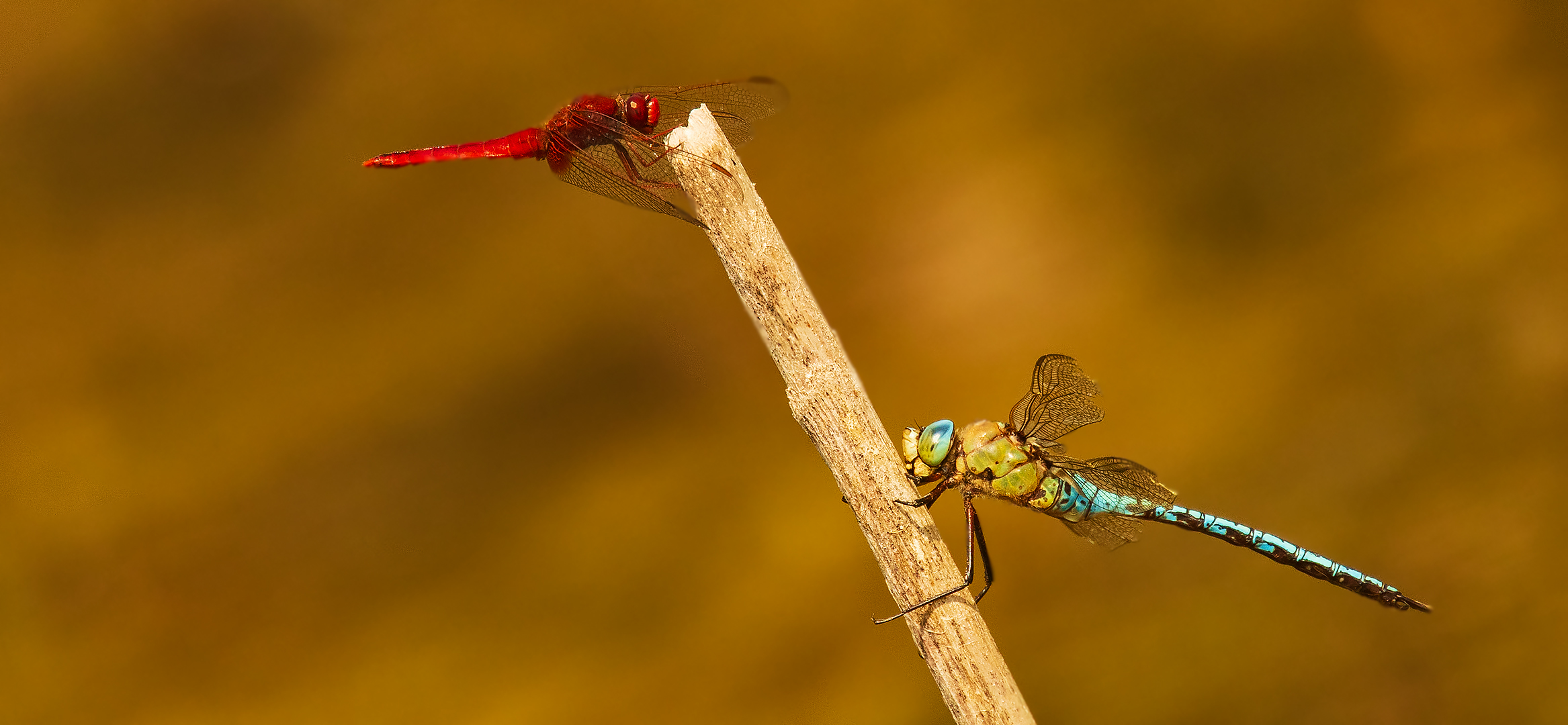 Rote Feuerlibelle,Königslibelle 001