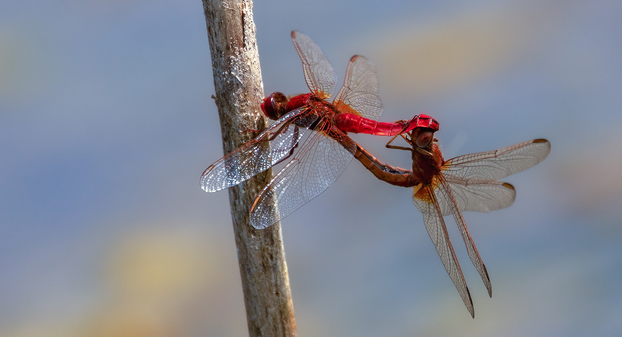 Rote Feuerlibellen 001