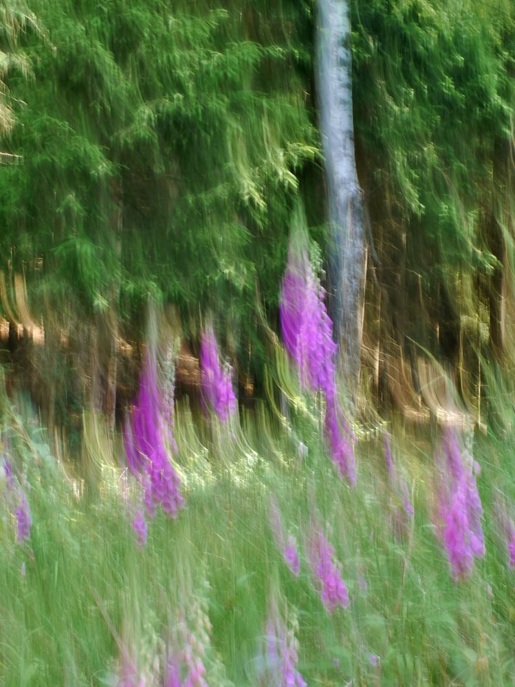 Rote Fingerhut (Digitalis purpurea)