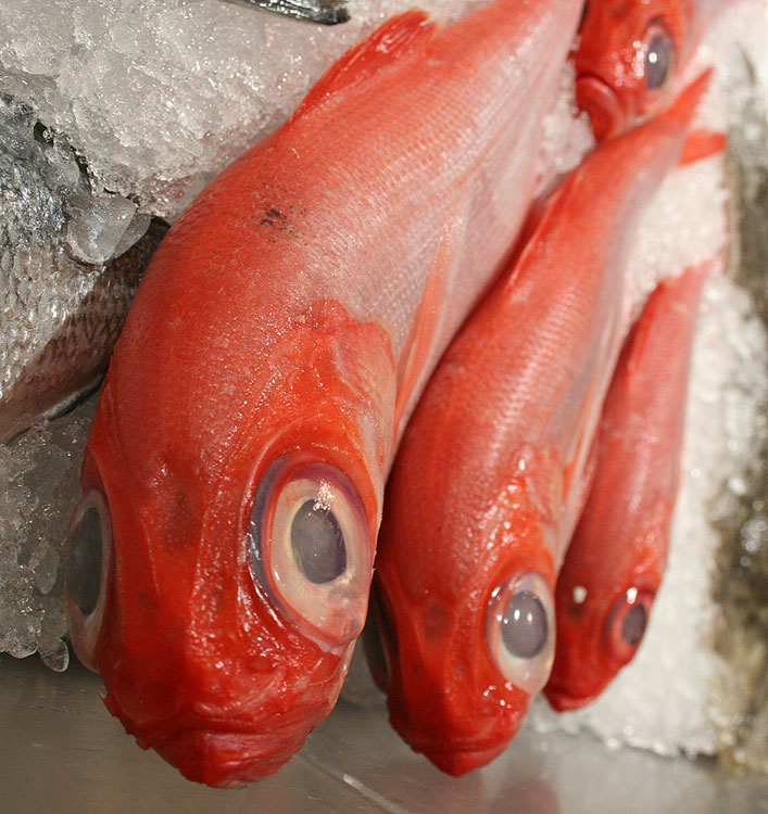 Rote Fische mit ziemlich großen Augen