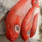 Rote Fische mit ziemlich großen Augen