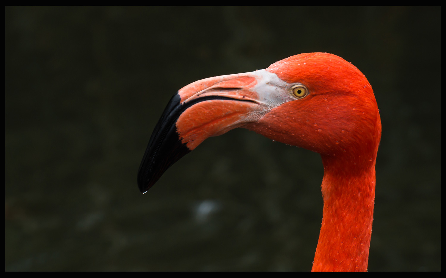 Rote Flamingos