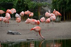 Rote Flamingos