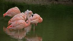 rote Flamingos