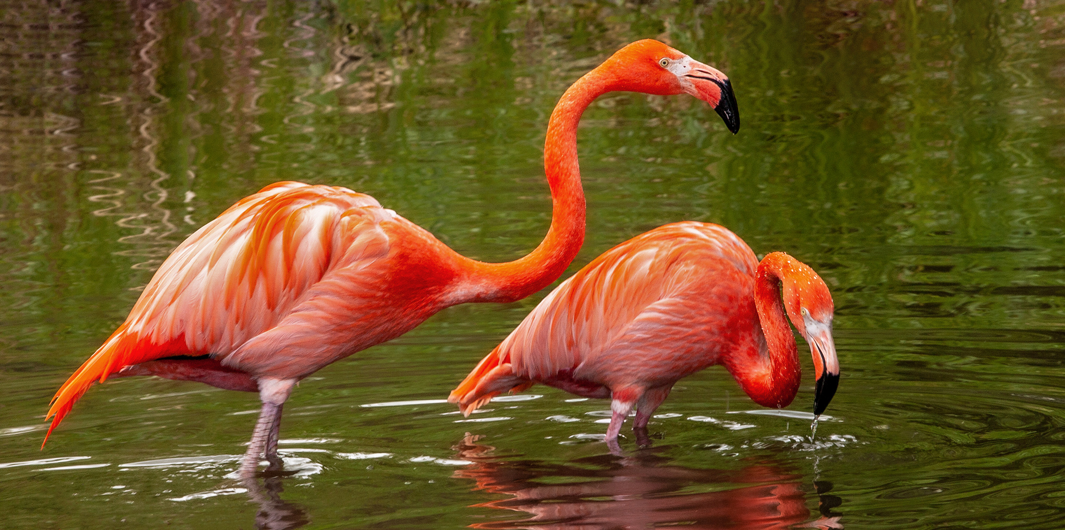 Rote Flamingos