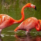 Rote Flamingos