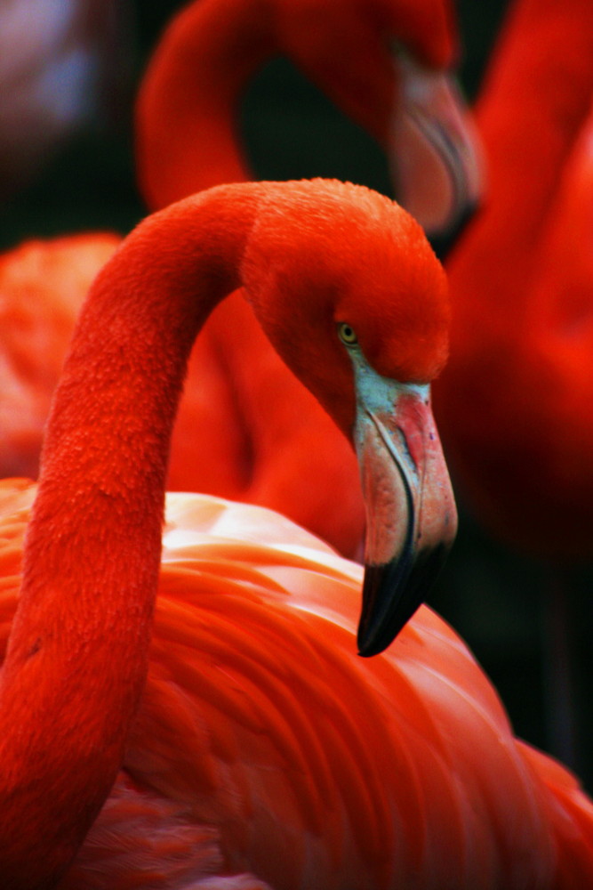 Rote Flamingos