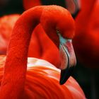 Rote Flamingos