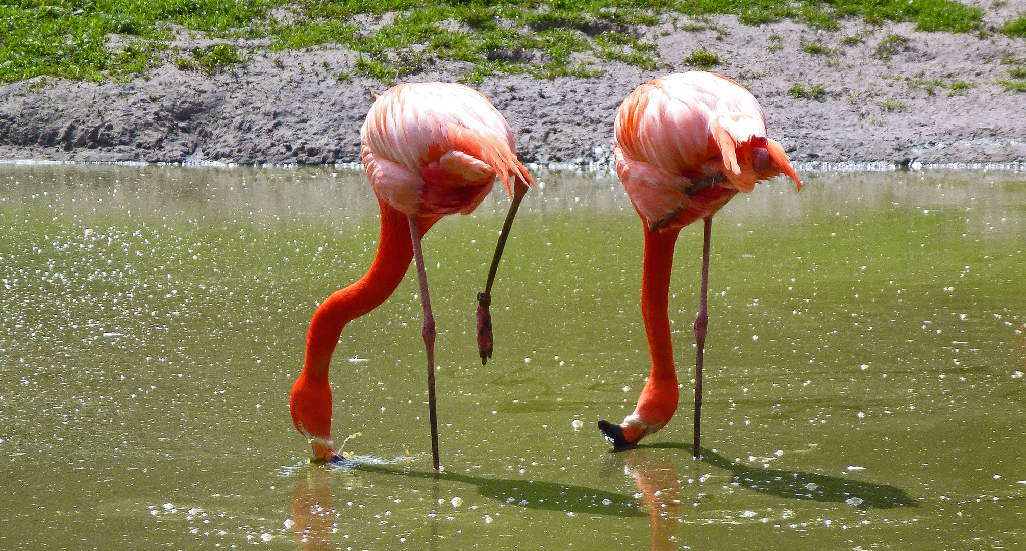 Rote Flamingos...