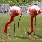 Rote Flamingos...