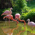 rote Flamingos