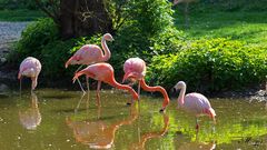 rote Flamingos