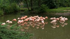 rote Flamingosgruppe