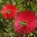 Rote Flaschenbürstenblümchen